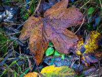 Ahornblätter in unterschiedlicher Färbung